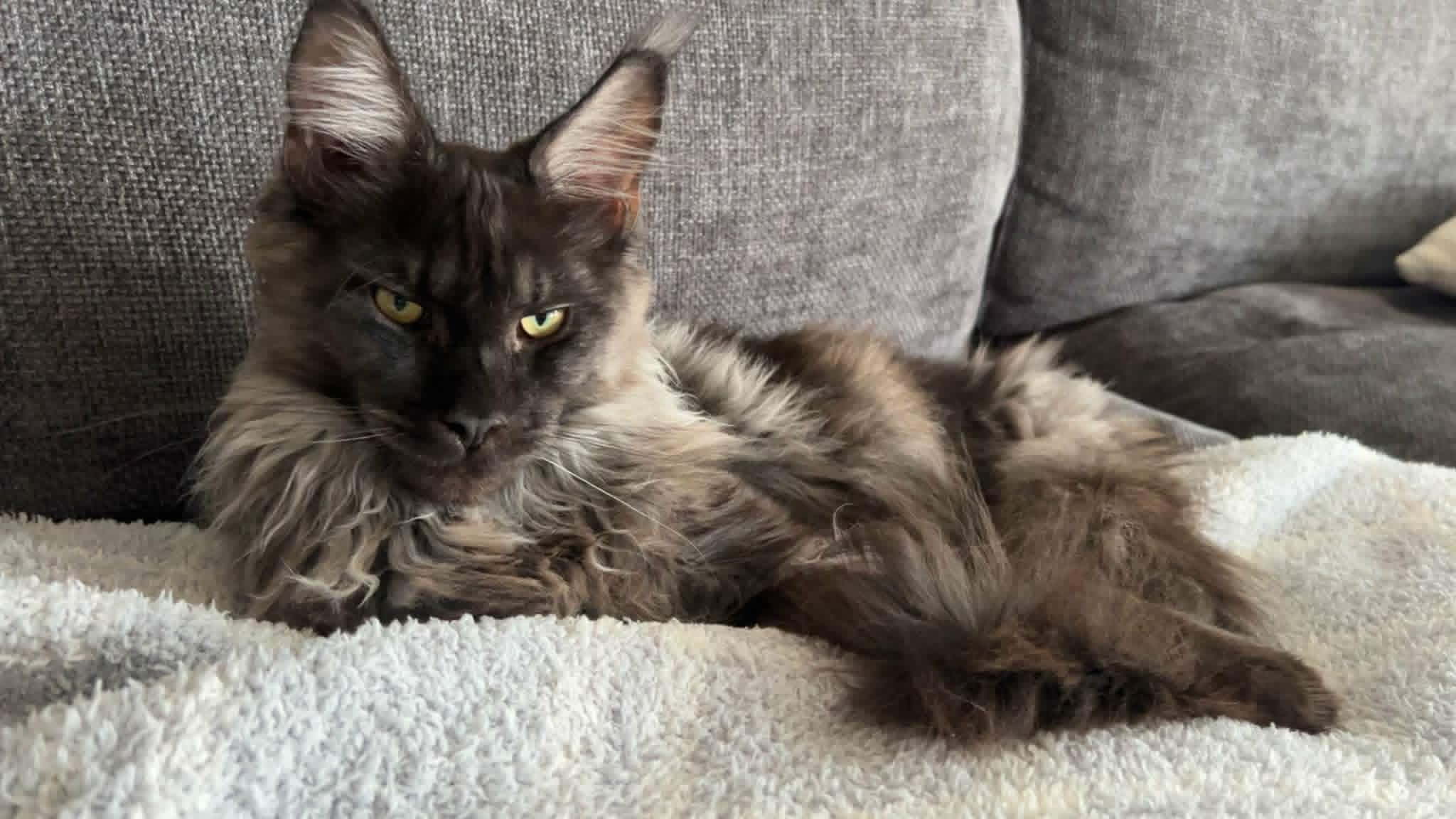Loki Maine Coon